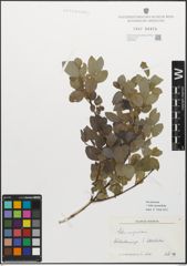 Foto von Salix myrsinifolia Salisb.